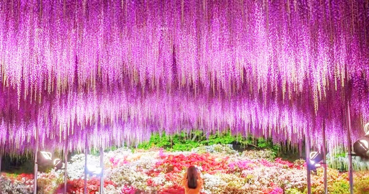 Adachi Flower Park Night Wisteria, Kamiso Torii, and Ibaraki